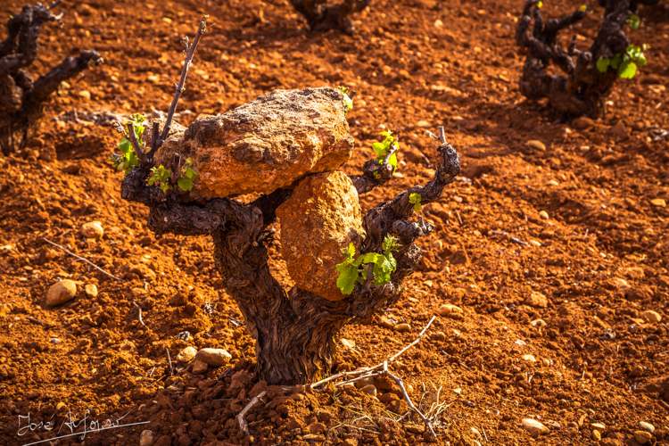 Las bajas temperaturas producen pérdidas en las cosechas de uvas y almendras