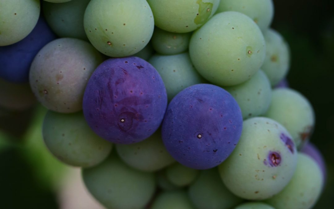 Sanidad Vegetal recomienda tratar las viñas contra la polilla del racimo