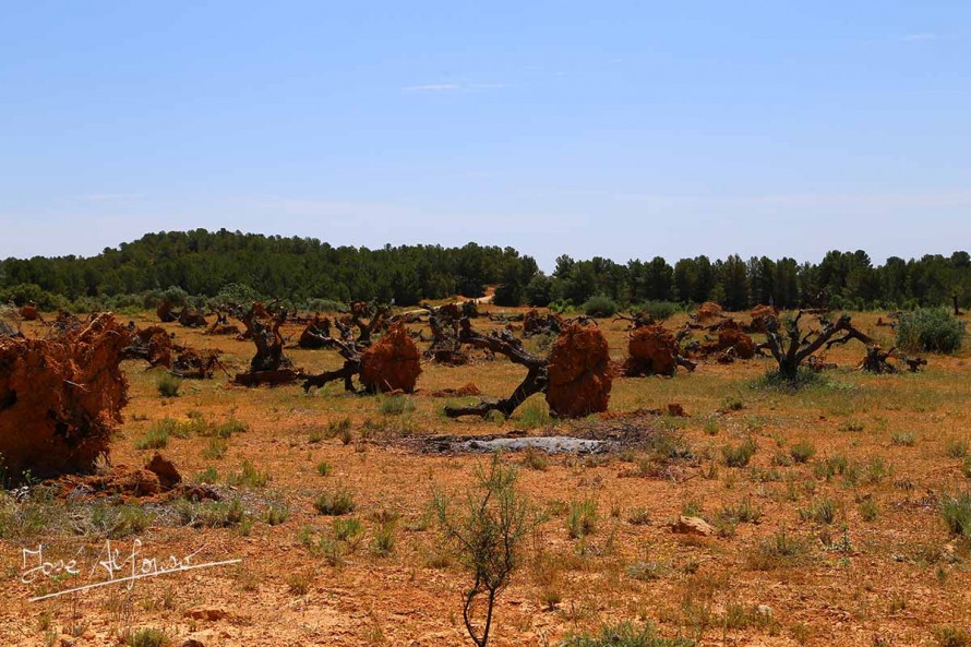 La caída del precio del aceite provoca el abandono de muchas parcelas de olivo