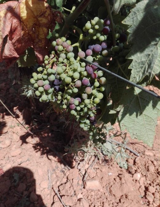 Foto del viticultor Fernando López Cárcel sobre el inicio de la maduración de una uva de Tempranillo