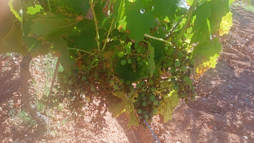 Un ataque de mildiu produce importantes mermas en la producción de uvas de Requena-Utiel