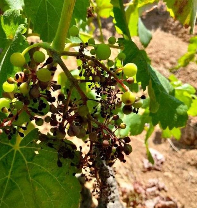 Agroseguro indemnizará a los agricultores que hayan asegurado sus cosechas, por los daños del mildiu