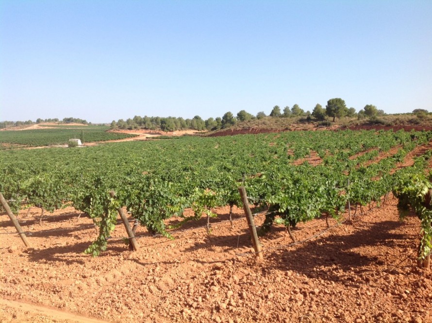 Agricultura abre el periodo para solicitar las ayudas destinadas a la modernización de viñedos