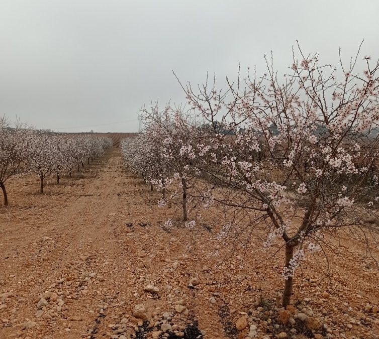 Los almendros que ya están pletóricos de flores precisan de la lluvia para sacar adelante sus cosechas