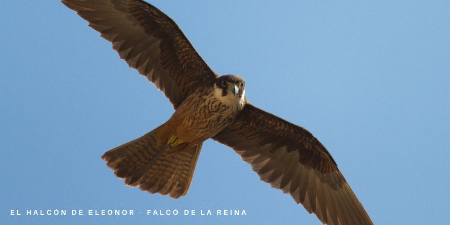 El halcón de Eleonora sale del Catálogo de Especies de Fauna Amenazadas de la Comunidad Valenciana