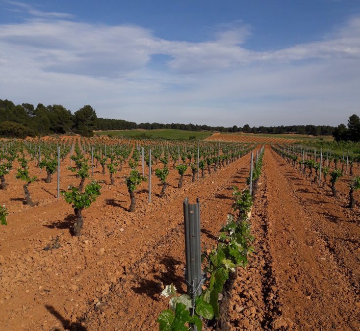 Agricultura destina 28,5 millones de euros al plan 2022 de ayudas para suscribir seguros agrarios