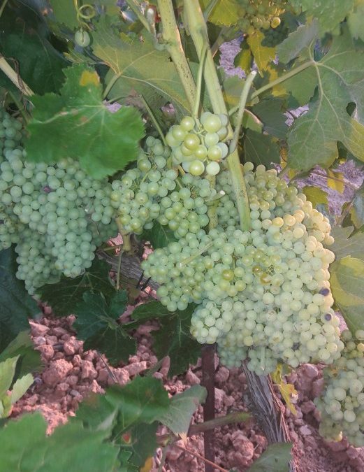 Los viñedos para cavas muestran uvas sanas por las buenas condiciones atmosféricas 