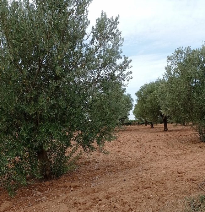 La revalorización del aceite de oliva no compensará a los productores  por la brutal caída de la producción de aceitunas