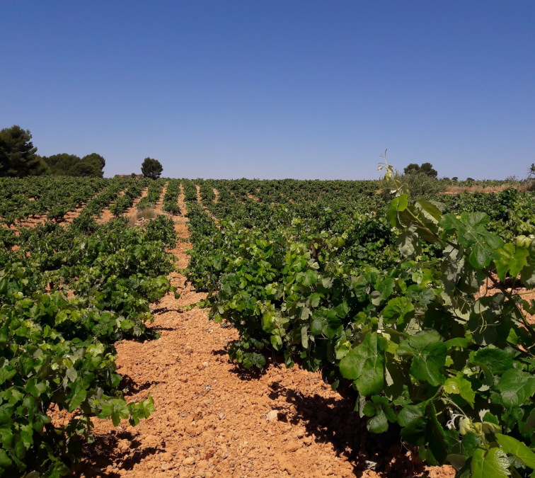 Los viticultores ya pueden contratar los módulos de otoño del seguro de uva de vino