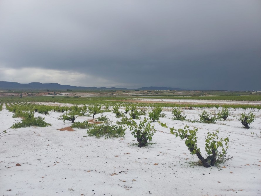 Una tormenta con pedrisco aumenta los daños en cultivos agrícolas afectados por otras incidencias
