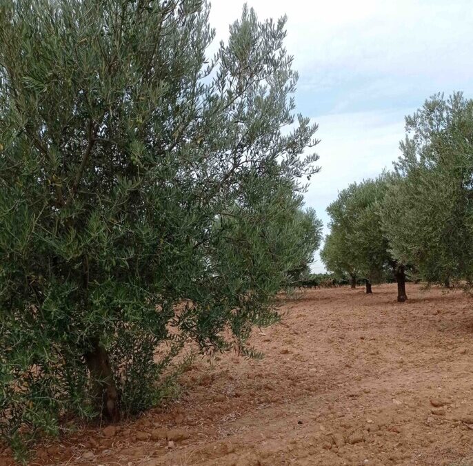 La sequía y las altas temperaturas arruinan la cosecha de aceitunas en Requena-Utiel 