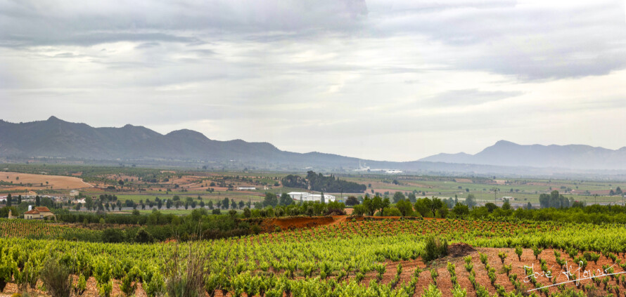 El 78% del viñedo ecológico de la Comunidad Valenciana se ubica en la demarcación geográfica de la DO Utiel-Requena