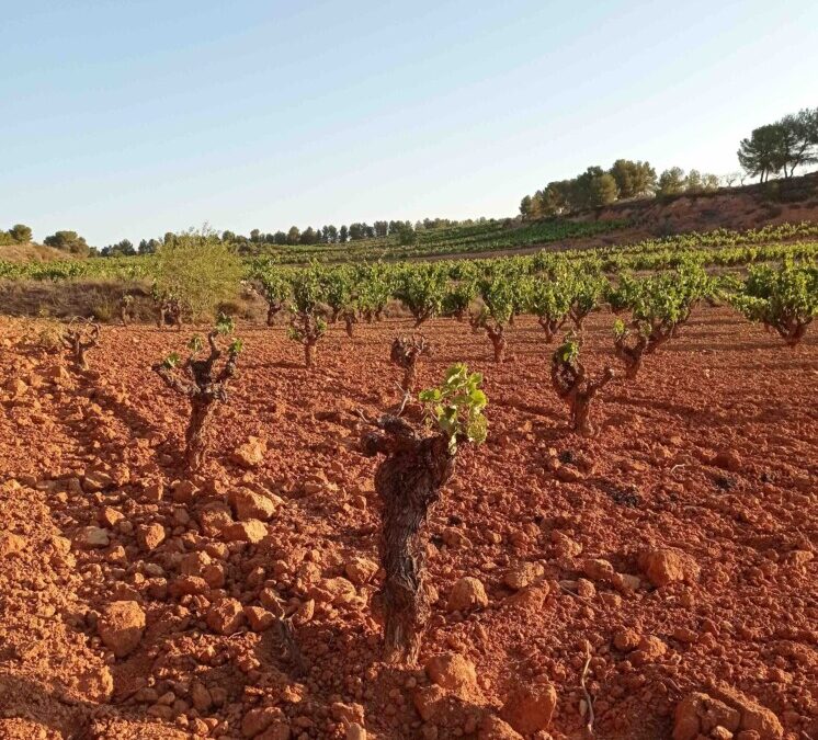 Dejar fuera de las ayudas por sequía a los cultivos de la vid y el olivo agravará la situación económica de los agricultores