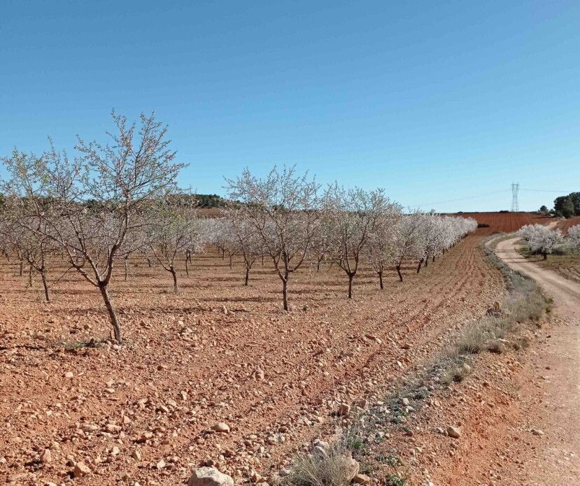 La floración de los almendros presenta un aspecto normal a pesar de la