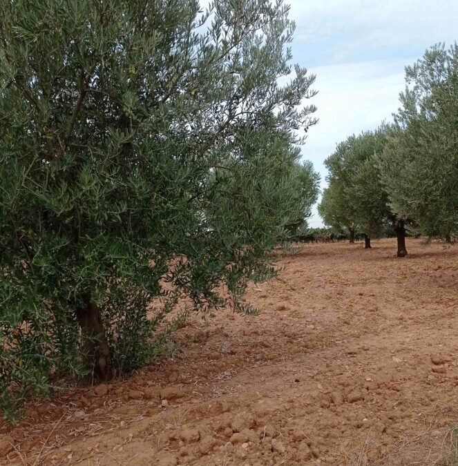 La sequía, las altas temperaturas y el abandono de parcelas de olivos, arruinan las producciones de aceite en las comarcas de interior de la provincia de Valencia