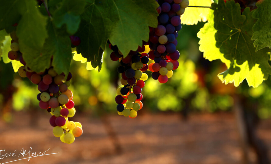 Requena iniciará la próxima semana la vendimia de la variedad de uva Chardonnay para cavas